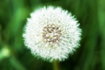 dandelion on green background