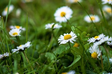 daisies in the grass