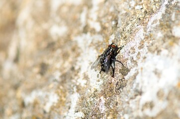 fly on the stone