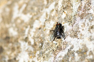 fly on a rock