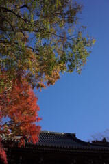 Red autumn leaves of Japanese Maple
