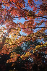 Red autumn leaves of Japanese Maple
