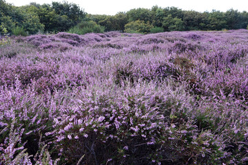Heather in woodland Solleveld of The Hague