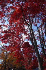 Red autumn leaves of Japanese Maple
