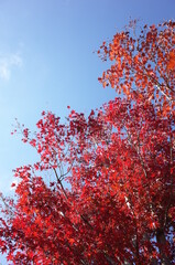 Red autumn leaves of Japanese Maple
