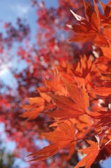 Red autumn leaves of Japanese Maple
