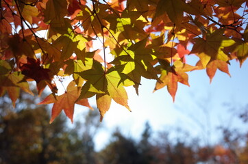 Red autumn leaves of Japanese Maple
