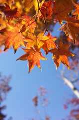 Red autumn leaves of Japanese Maple
