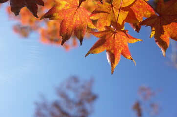 Red autumn leaves of Japanese Maple
