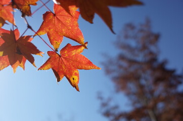 Red autumn leaves of Japanese Maple

