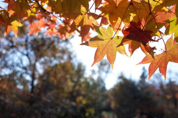Red autumn leaves of Japanese Maple
