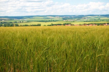 Fototapeta premium field of wheat and sky