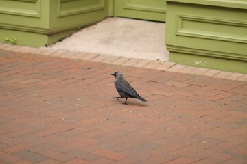 Jackdaw strutting through the town centre