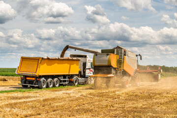 Fototapeta premium Combine harvester in action on wheat field. Harvesting is the process of gathering a ripe crop from the fields.