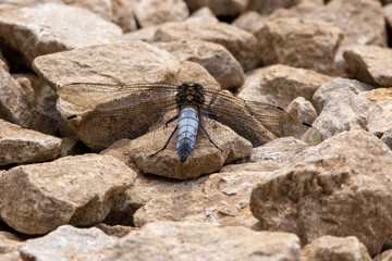 dragonfly on a rock - Black Tailed Skimmer