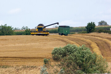 Fototapeta premium combine wheat