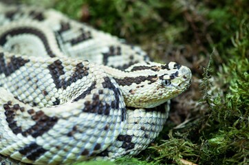 close up of a snake