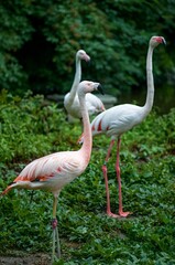 flamingos in the zoo