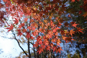 Red autumn leaves of Japanese Maple
