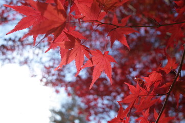 Red autumn leaves of Japanese Maple
