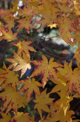 Red autumn leaves of Japanese Maple
