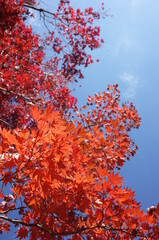 Red autumn leaves of Japanese Maple
