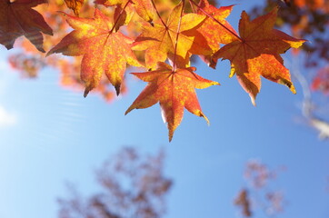 Red autumn leaves of Japanese Maple

