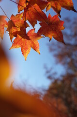Red autumn leaves of Japanese Maple
