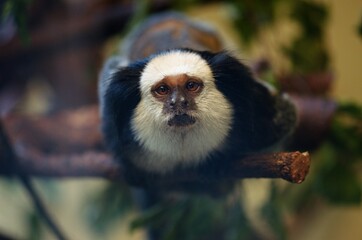 close-up of a marmoset
