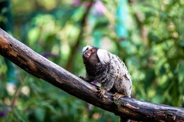 common marmoset on a branch