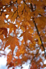 Red autumn leaves of Japanese Maple
