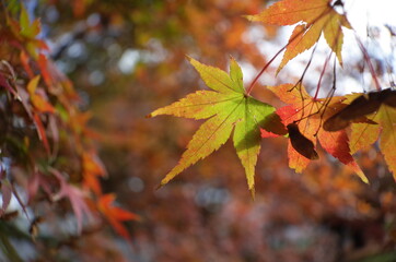 Red autumn leaves of Japanese Maple
