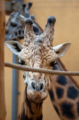portrait of a giraffe