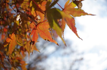 Red autumn leaves of Japanese Maple
