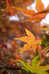 Red autumn leaves of Japanese Maple
