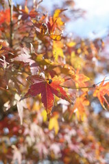 Red autumn leaves of Japanese Maple
