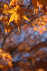 Red autumn leaves of Japanese Maple
