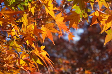 Red autumn leaves of Japanese Maple
