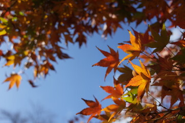 Red autumn leaves of Japanese Maple
