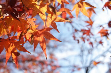 Red autumn leaves of Japanese Maple
