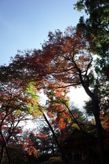 Red autumn leaves of Japanese Maple
