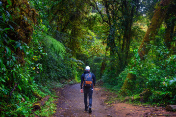 Obraz premium Tourist walking through the jungle of Monteverde Cloud Forest, Costa Rica