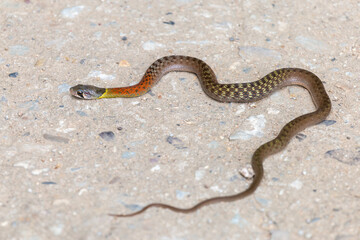 Fototapeta premium Red-necked Keelback on a rural concrete road. nonvenomous snake People who do not know this kind of snake will be afraid. Poor snakes are killed or hit by cars, with space to for text.