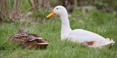 White Indian runner duck and wild female mallard duck in grass