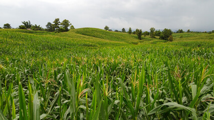 Fototapeta na wymiar corn in mountain rain season.