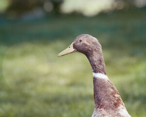 Close up of brown Indian runner duck