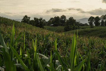Fototapeta premium corn in mountain rain season.