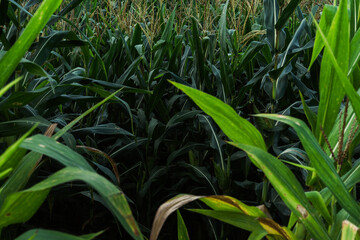 corn in mountain rain season.