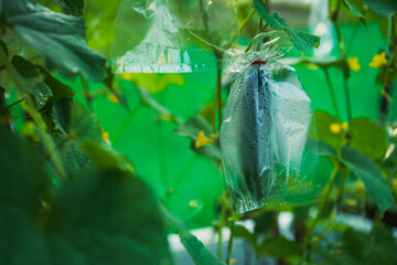 Protecting Cucumbers From Insects By Wrapping Bags