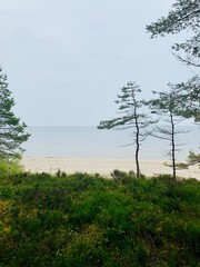 pine trees on the seaside